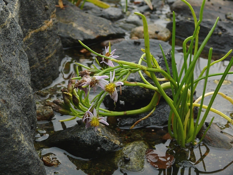 Изображение особи Tripolium pannonicum ssp. tripolium.