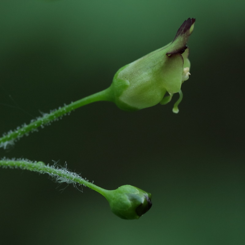 Изображение особи Scrophularia nodosa.