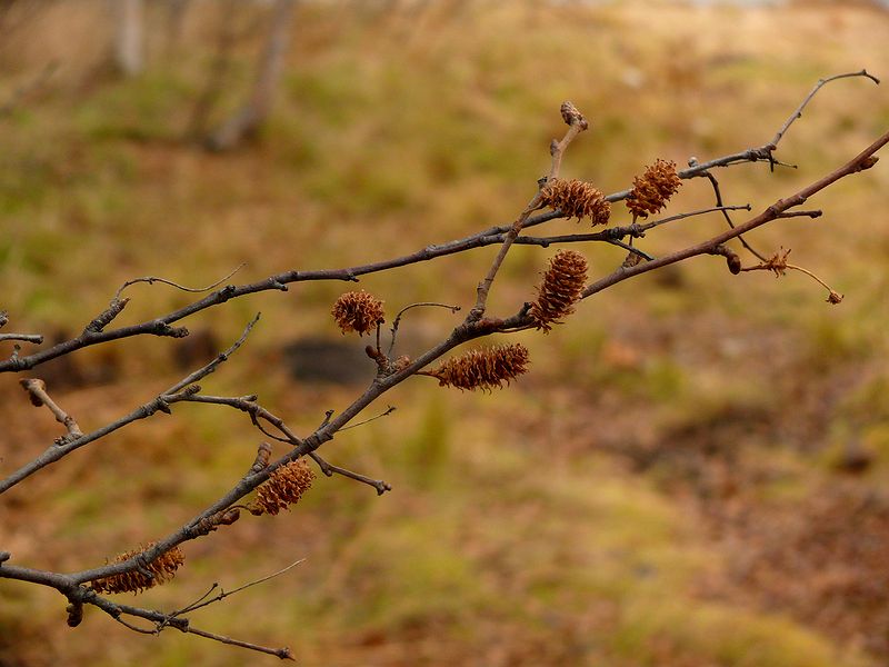 Изображение особи Betula callosa.