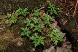 Geranium robertianum