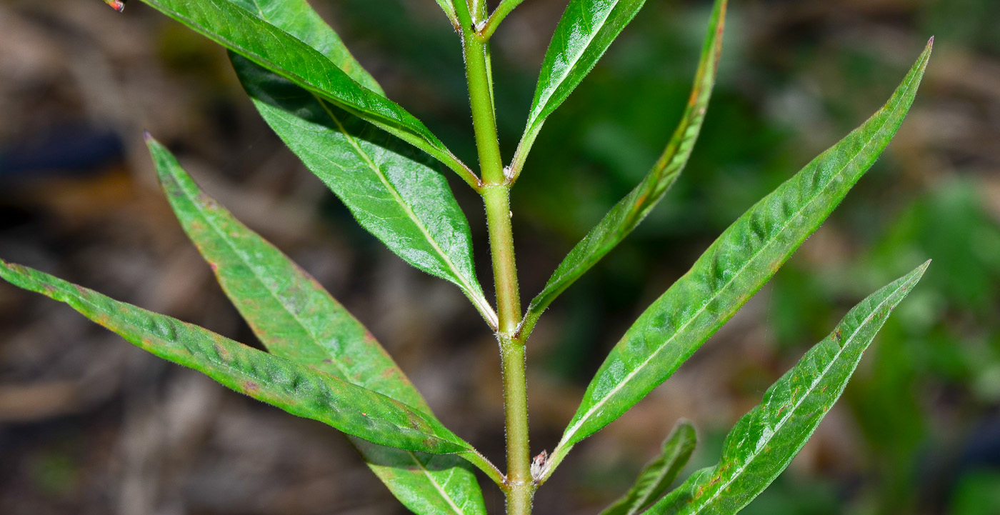 Изображение особи Asclepias curassavica.