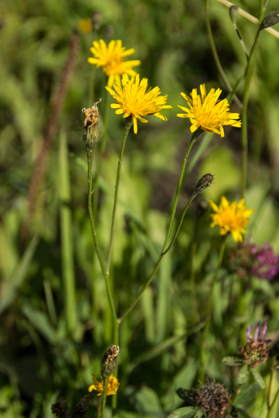 Изображение особи Scorzoneroides autumnalis.