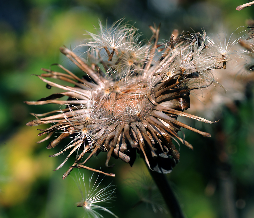 Image of Inula helenium specimen.
