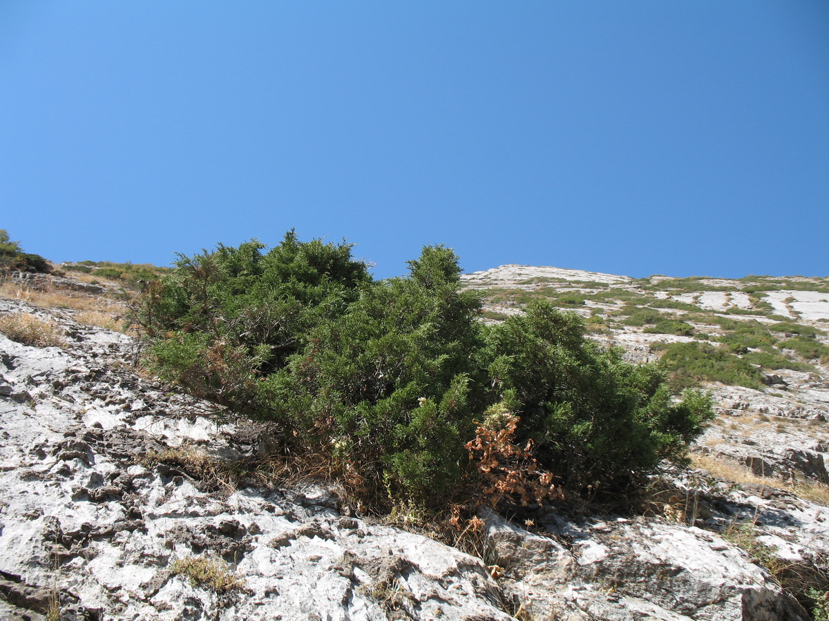 Image of Juniperus turkestanica specimen.