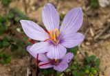 Crocus cartwrightianus