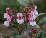 Impatiens glandulifera