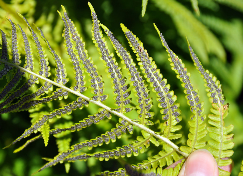 Изображение особи Dryopteris oreades.