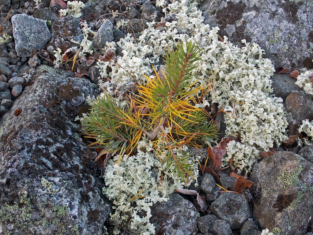 Image of Pinus friesiana specimen.