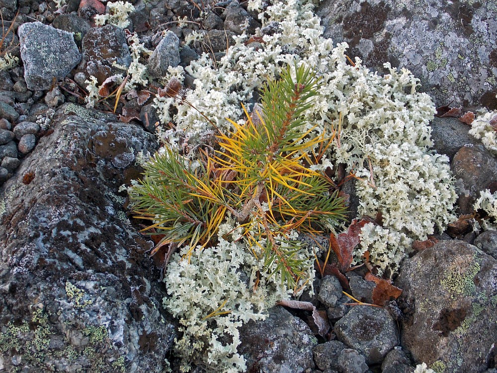 Изображение особи Pinus friesiana.