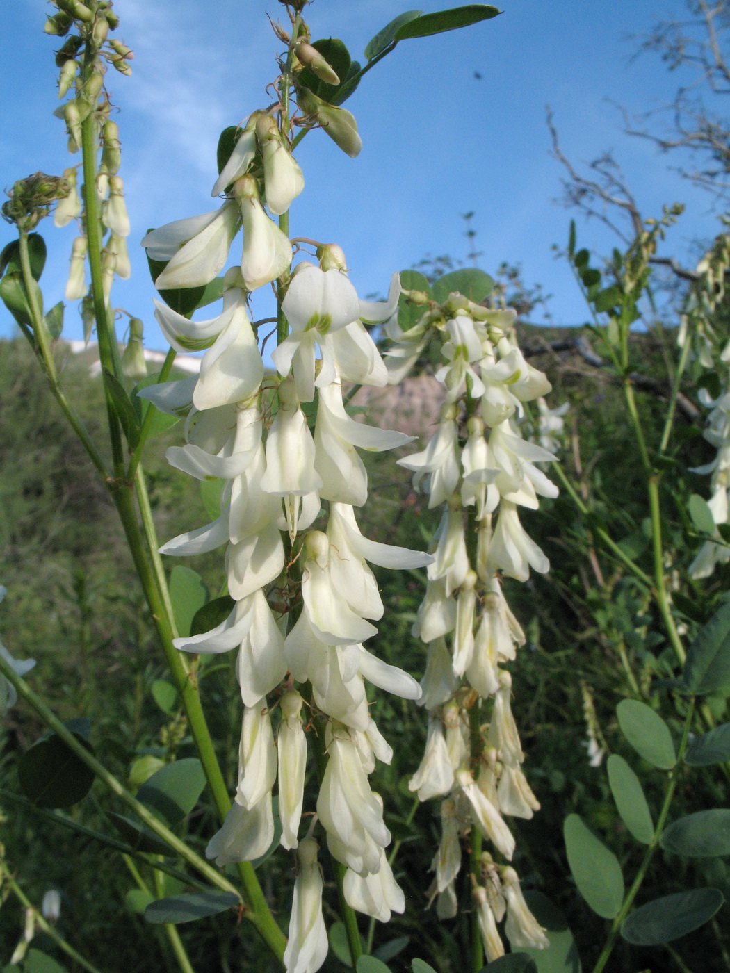 Изображение особи Hedysarum flavescens.