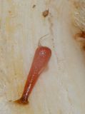Image of taxon representative. Author is Татьяна Мальчинская