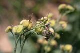 Trachelanthus korolkowii