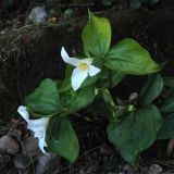 Trillium ovatum. Цветущие растения. Великобритания, Шотландия, Эдинбург, Royal Botanic Garden Edinburgh. 4 апреля 2008 г.