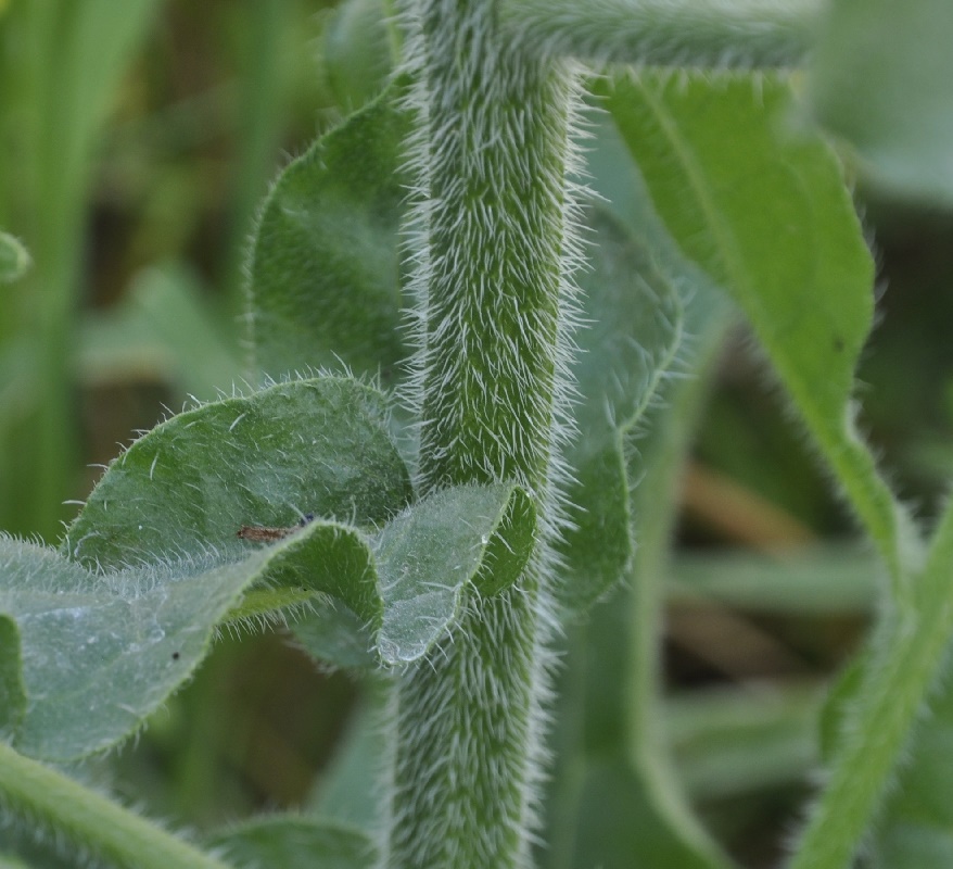 Image of genus Anchusa specimen.