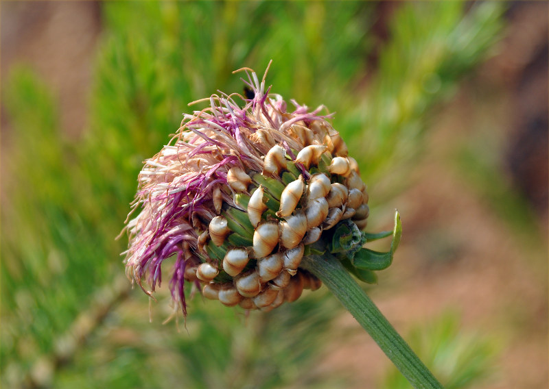 Image of Stemmacantha uniflora specimen.