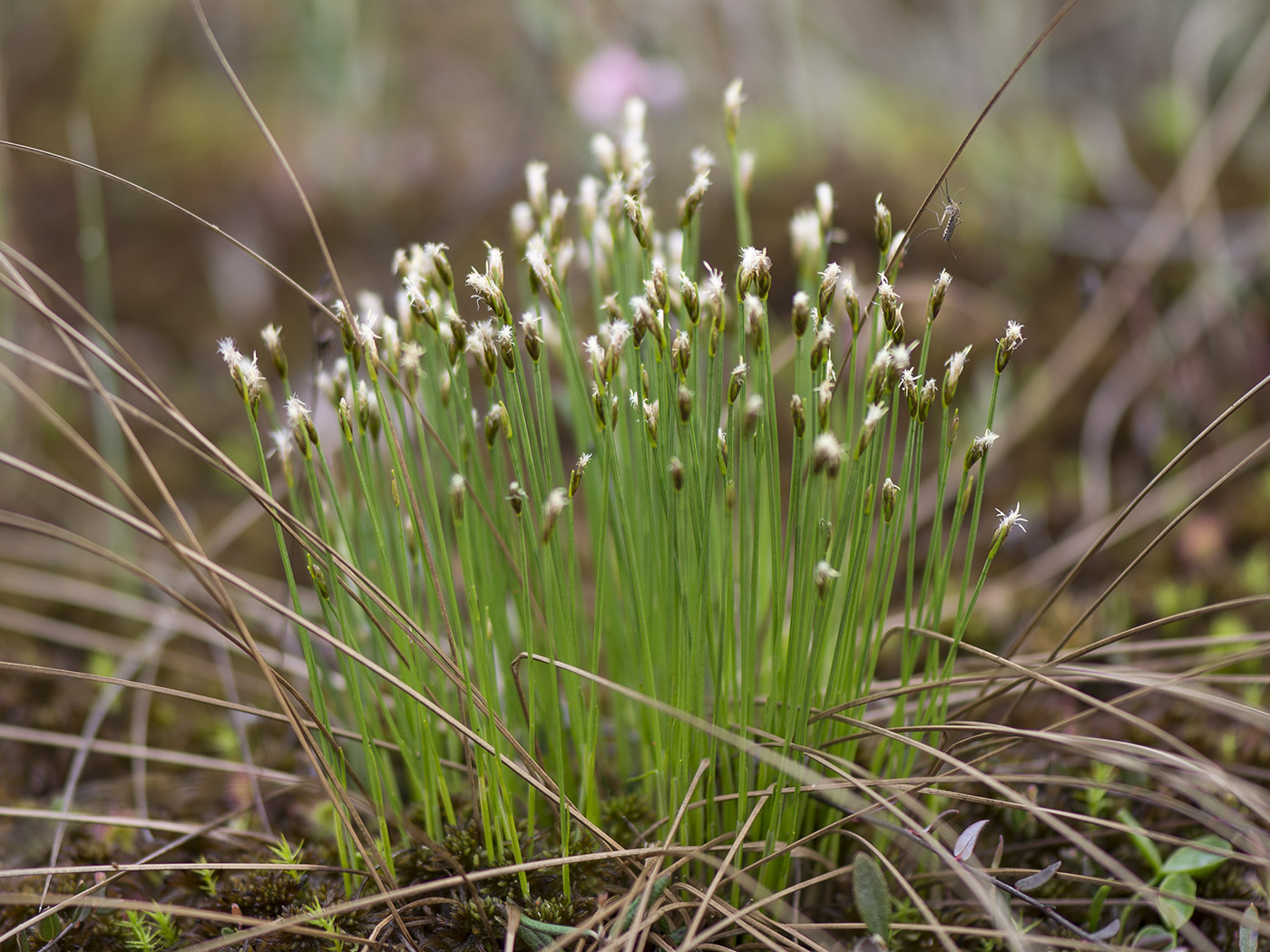 Изображение особи Trichophorum alpinum.