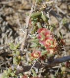 Salsola arbuscula