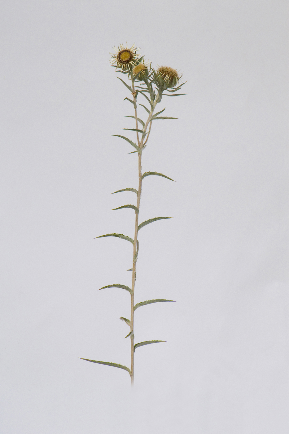 Image of Carlina biebersteinii specimen.