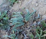 Ungernia spiralis