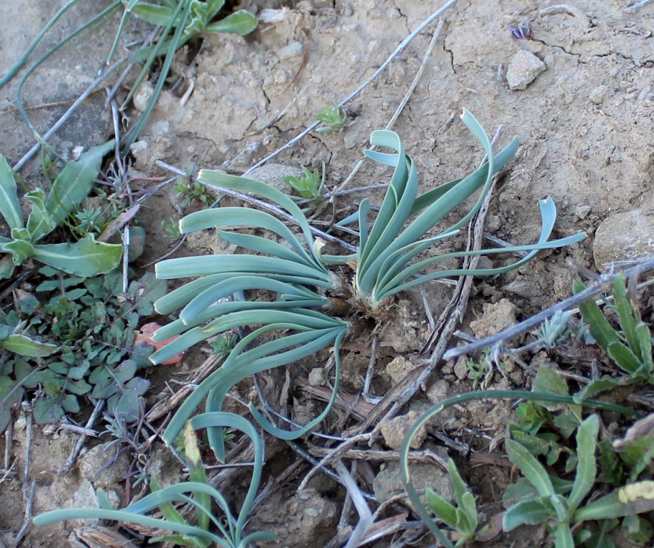 Image of Ungernia spiralis specimen.