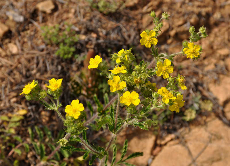 Image of Potentilla tanacetifolia specimen.