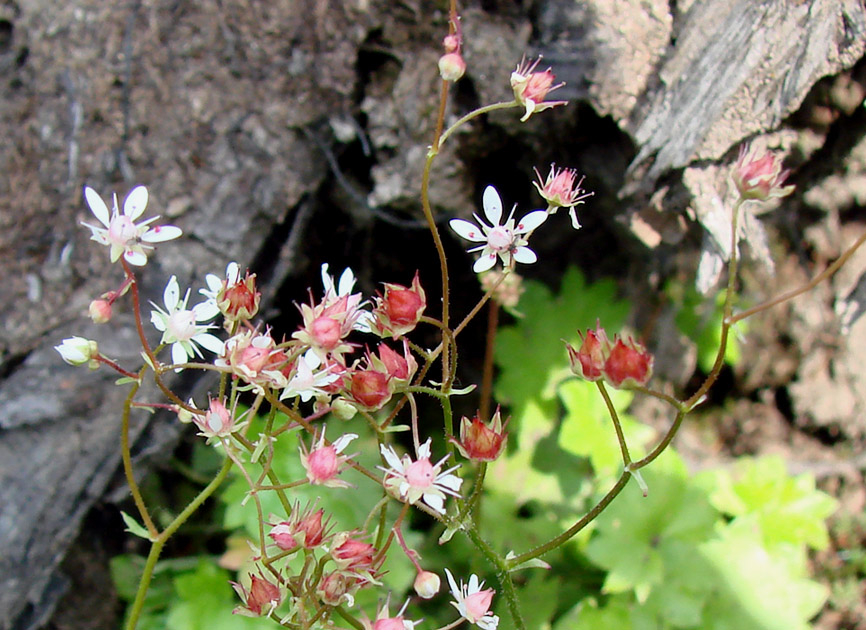 Изображение особи Micranthes nudicaulis.