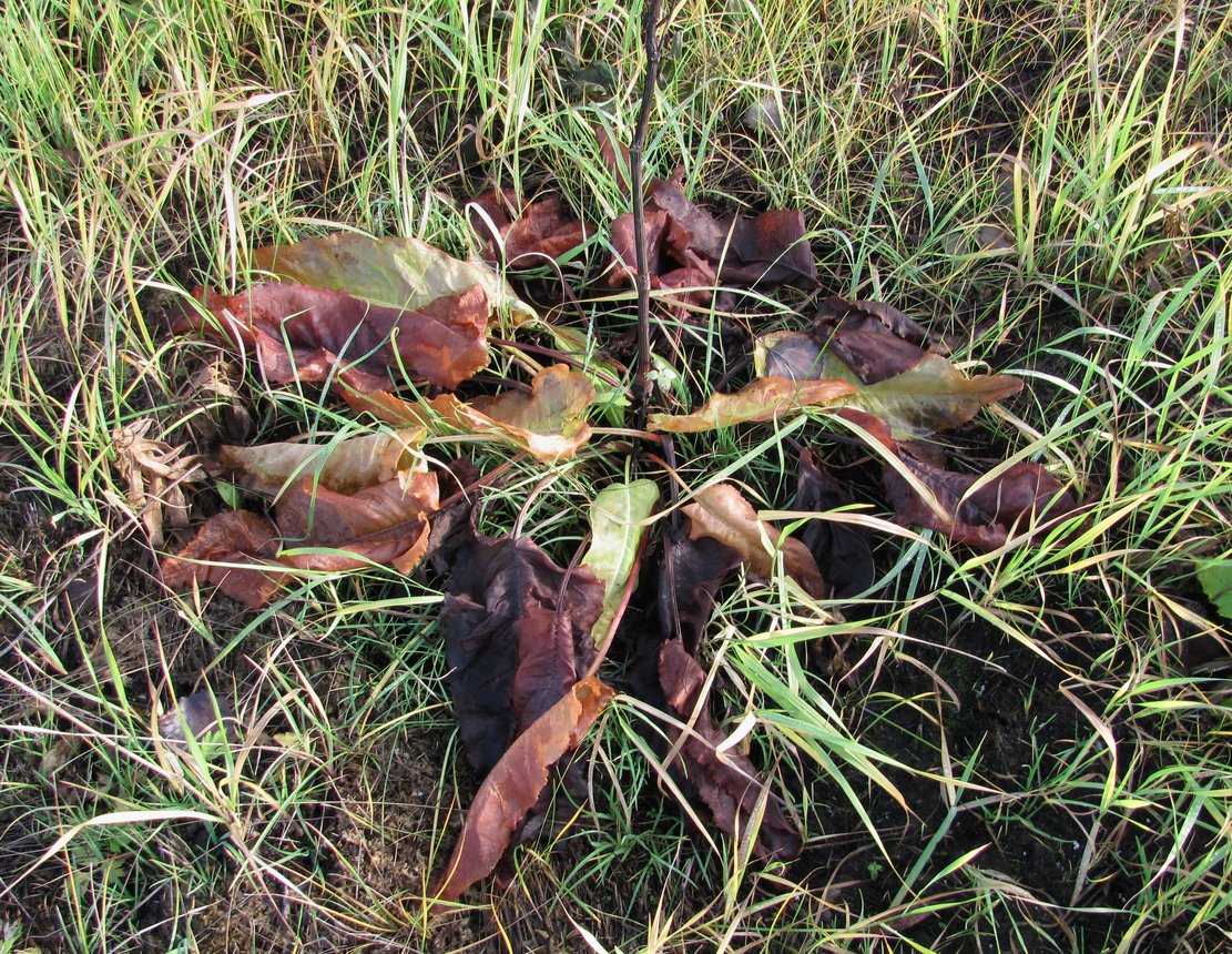 Image of Rumex aquaticus specimen.