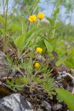 Ranunculus polyanthemos