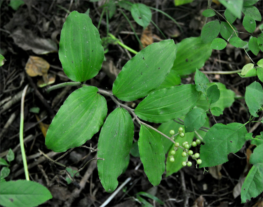 Изображение особи Smilacina hirta.