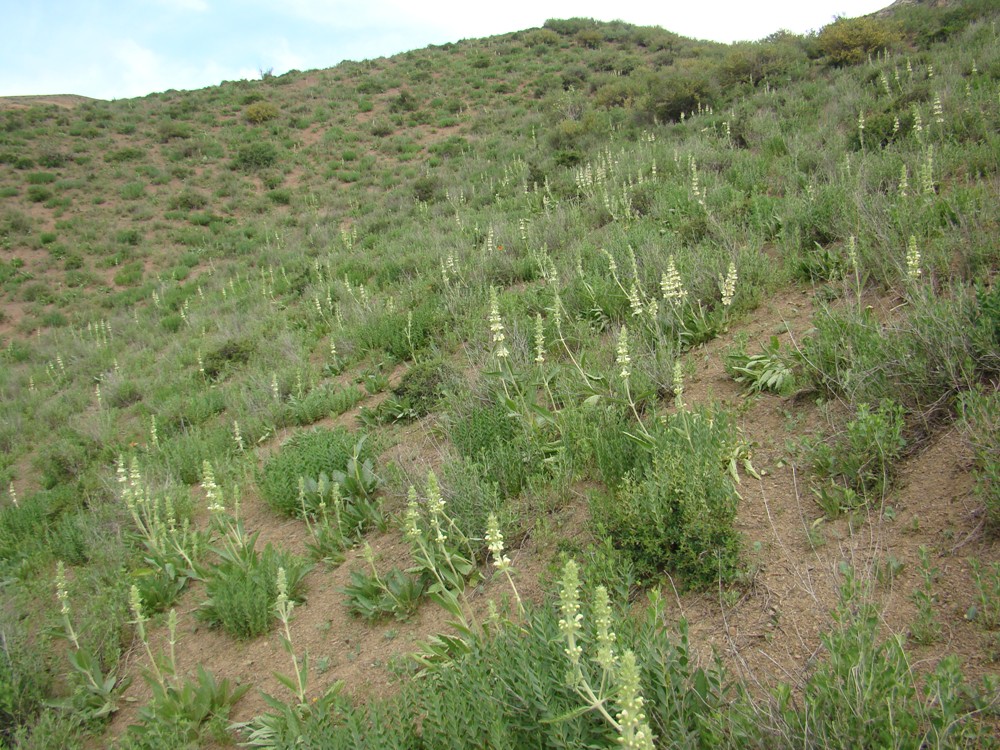 Image of Phlomoides pulchra specimen.