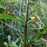 Solidago virgaurea. Средняя часть побега. Челябинская обл., окр. г. Челябинск, Золотая горка, берёзовый лес. 21.08.2015.