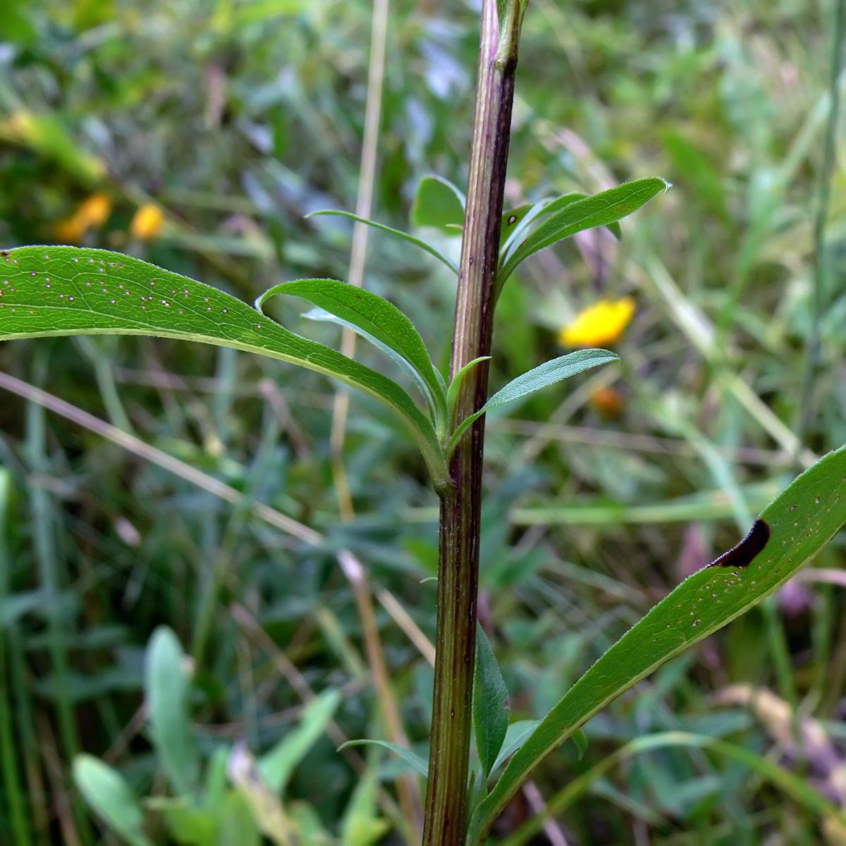Image of Solidago virgaurea specimen.
