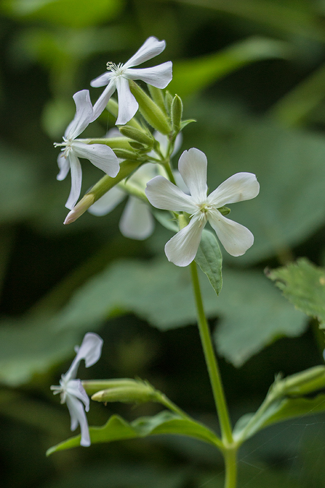 Изображение особи Saponaria officinalis.