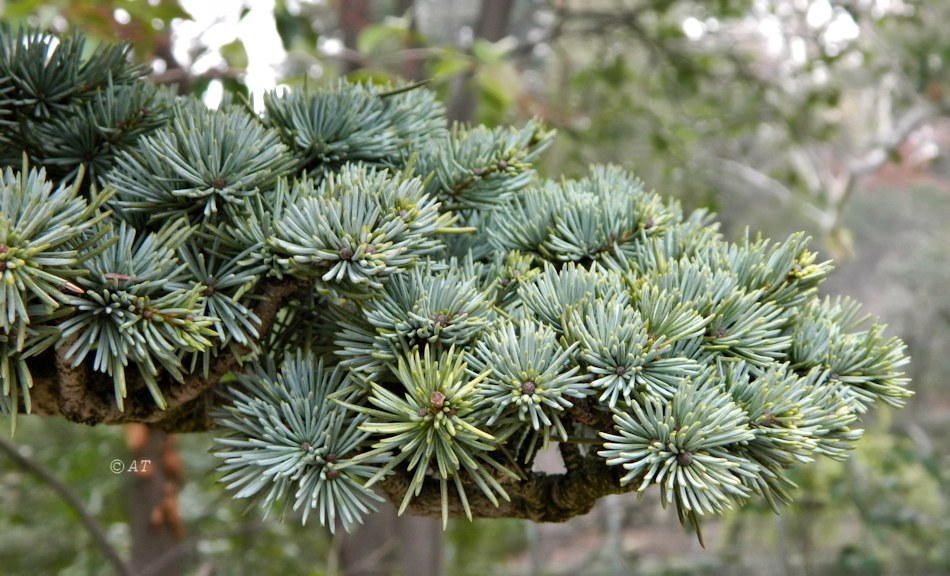 Image of Cedrus atlantica specimen.