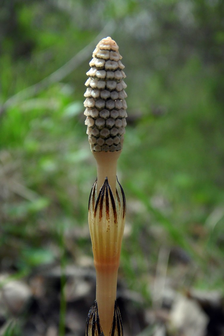 Изображение особи Equisetum arvense.