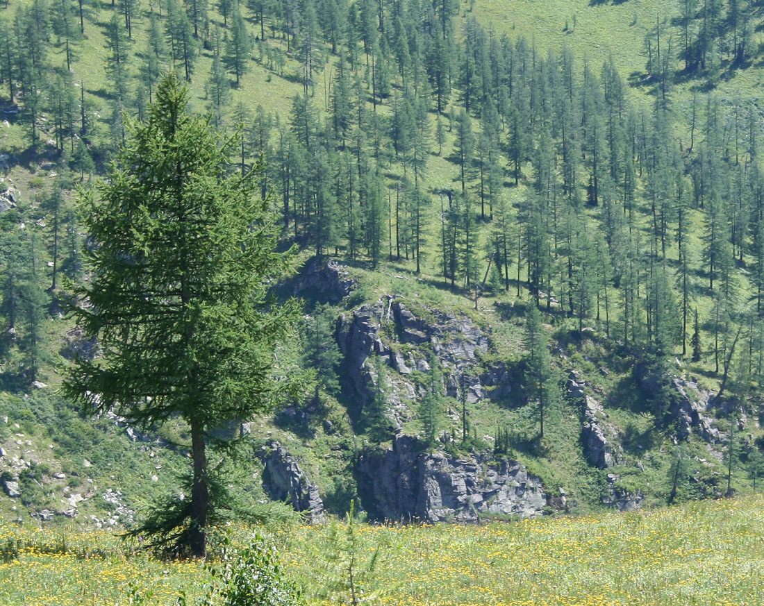 Image of Larix sibirica specimen.