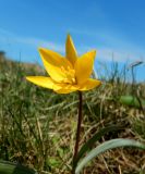 Tulipa australis