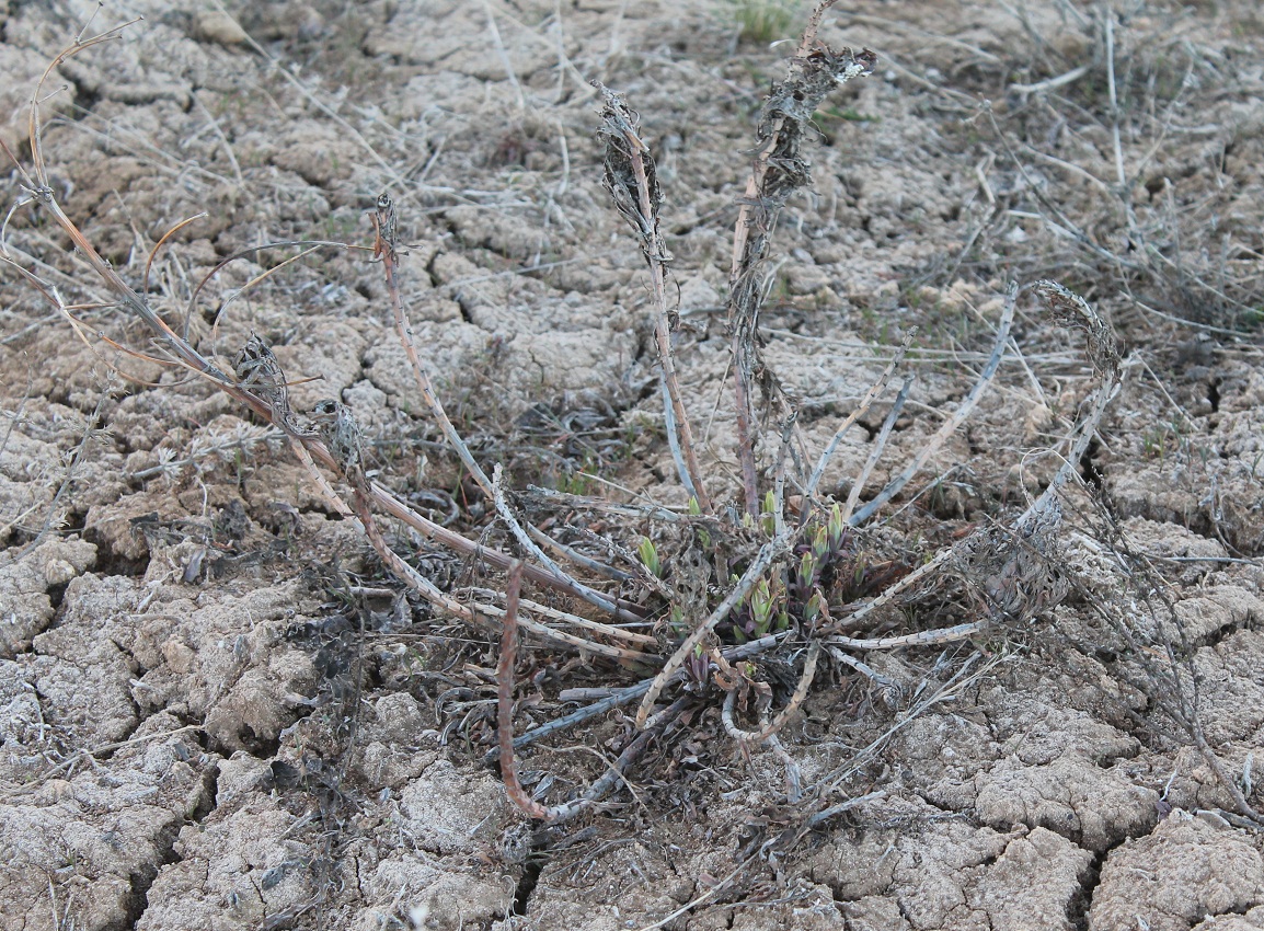 Image of genus Euphorbia specimen.