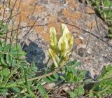 Astragalus resupinatus