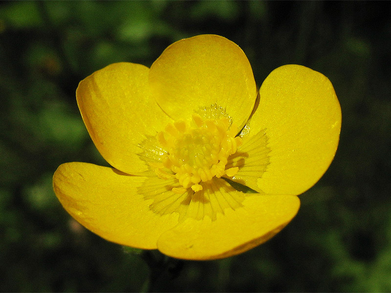 Image of Ranunculus acris specimen.