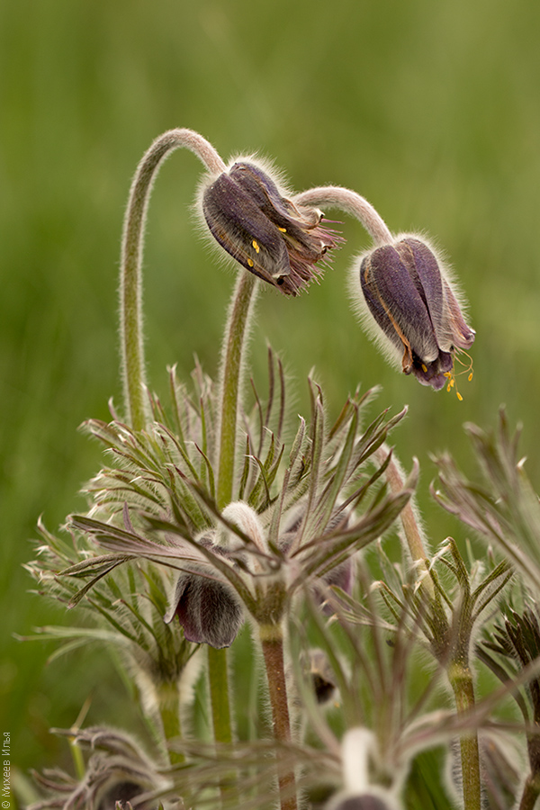 Image of Pulsatilla pratensis specimen.