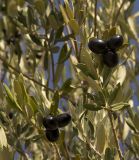 Olea europaea. Веточки с плодами. Республика Крым, Малореченское, возле Храма-маяка. 14.11.2014.