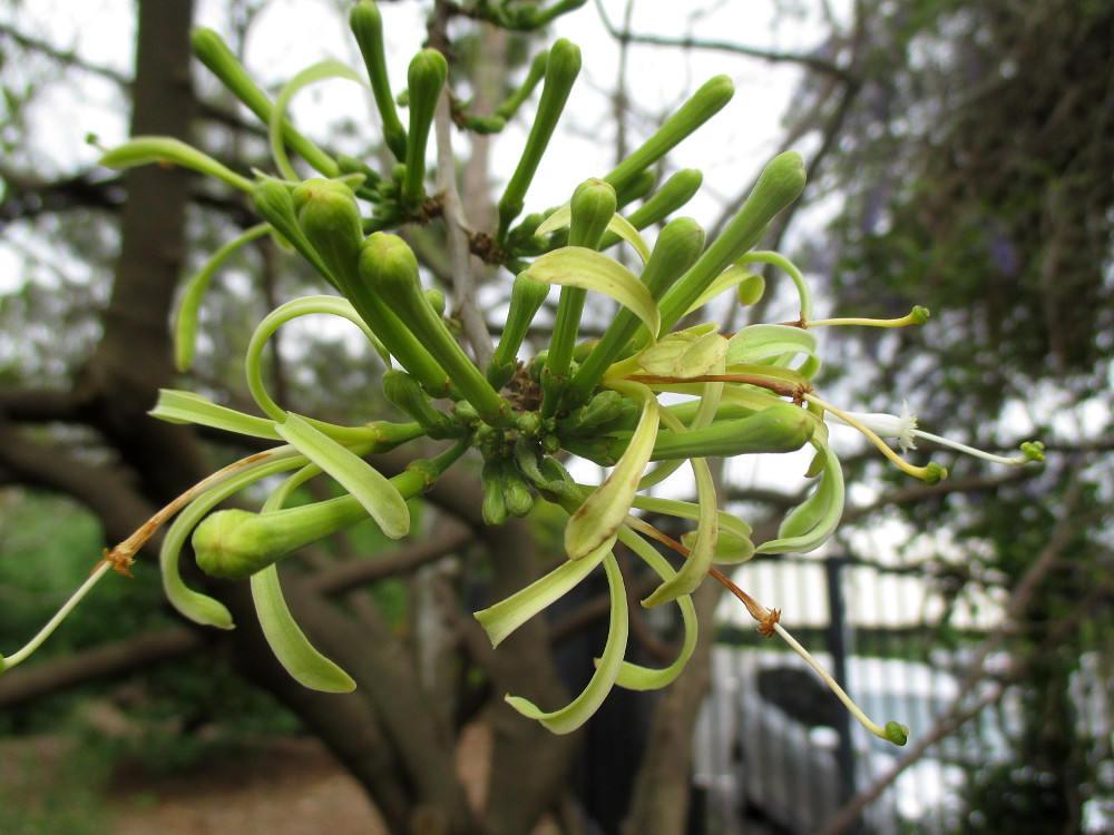 Изображение особи Turraea floribunda.