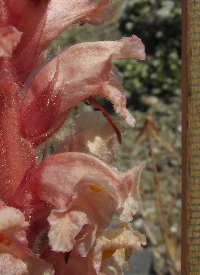 Image of Orobanche centaurina specimen.