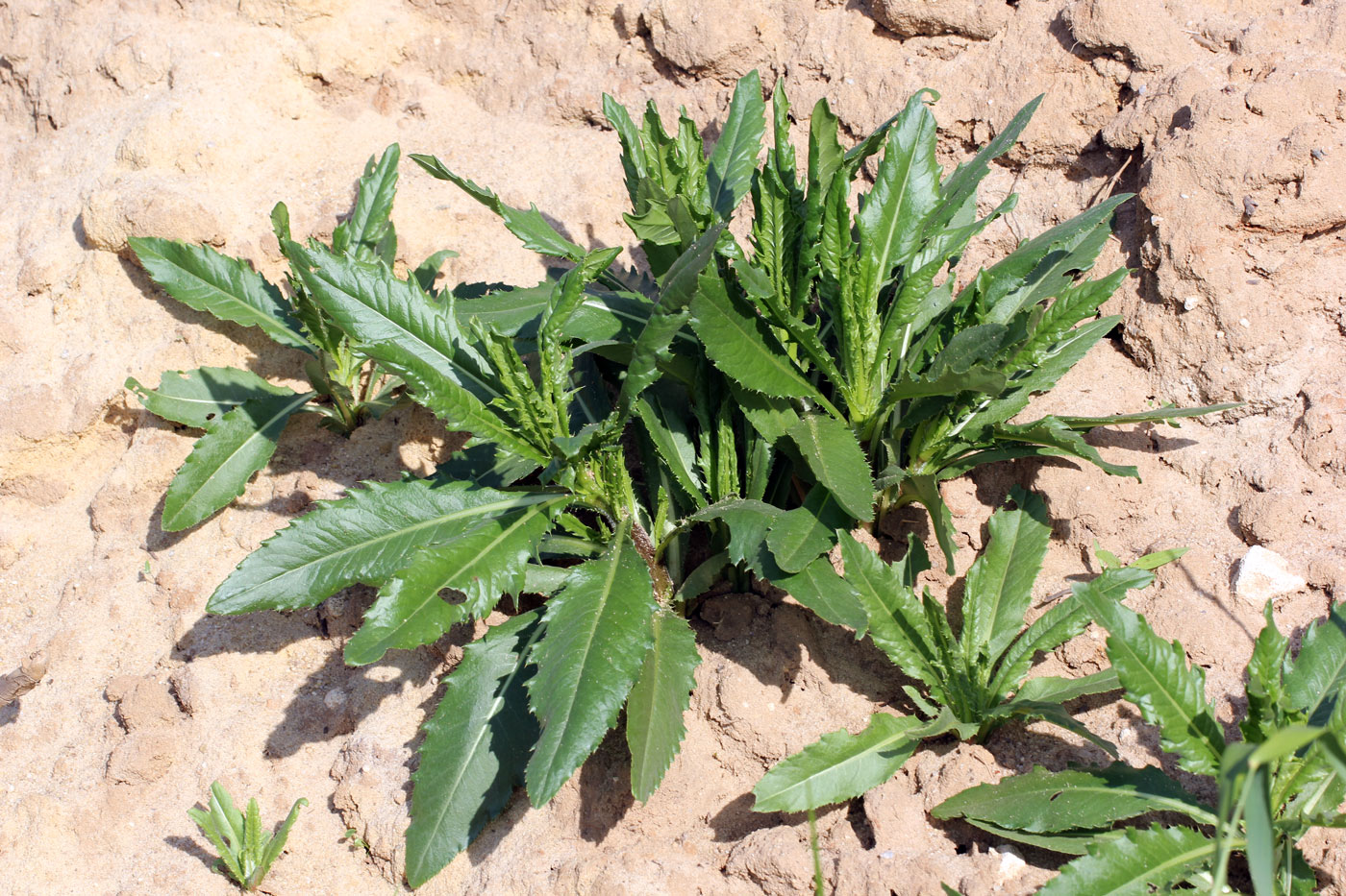 Image of Cirsium setosum specimen.