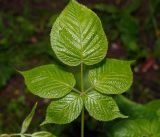 Rubus allegheniensis