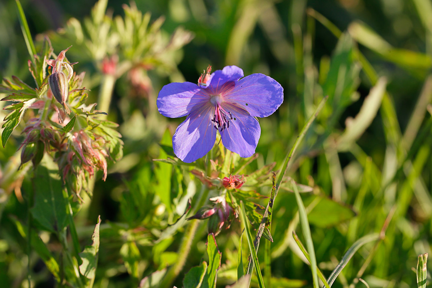 Image of Geranium pratense specimen.