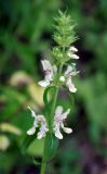 Stachys atherocalyx. Верхушка побега с соцветием. Крым, Бахчисарайский р-н, пещерный г. Эски-Кермен, опушка лиственного леса. 07.06.2016.