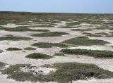 Halocnemum strobilaceum