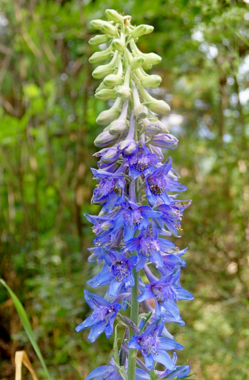 Изображение особи Delphinium schmalhausenii.